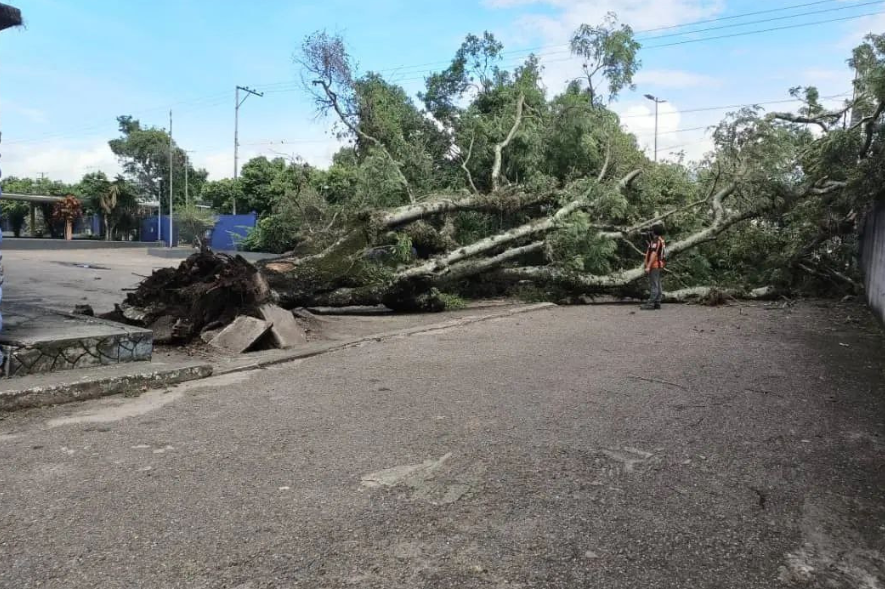Árbol de gran tamaño cae en Casa Sindical de San Cristóbal