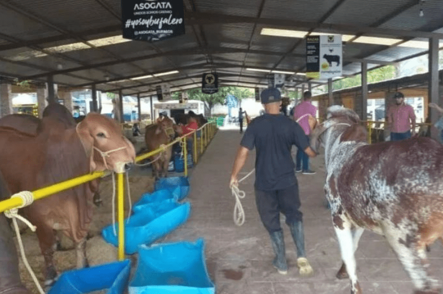 Asogata organiza desarrollo de la LXVIII Feria Agropecuaria 2024