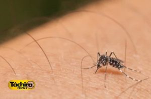 Dengue noticias tรกchira