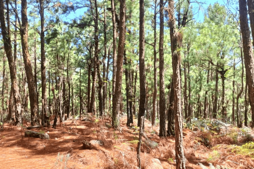 Avanza proyección y presentación del Parque Biotematico La Chucuri