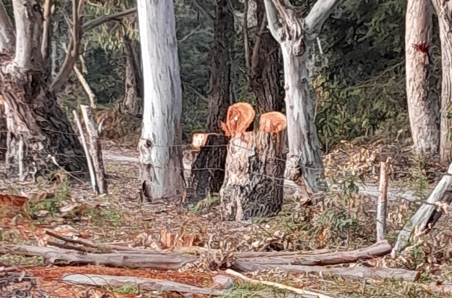 Tala en Casa del padre táchira