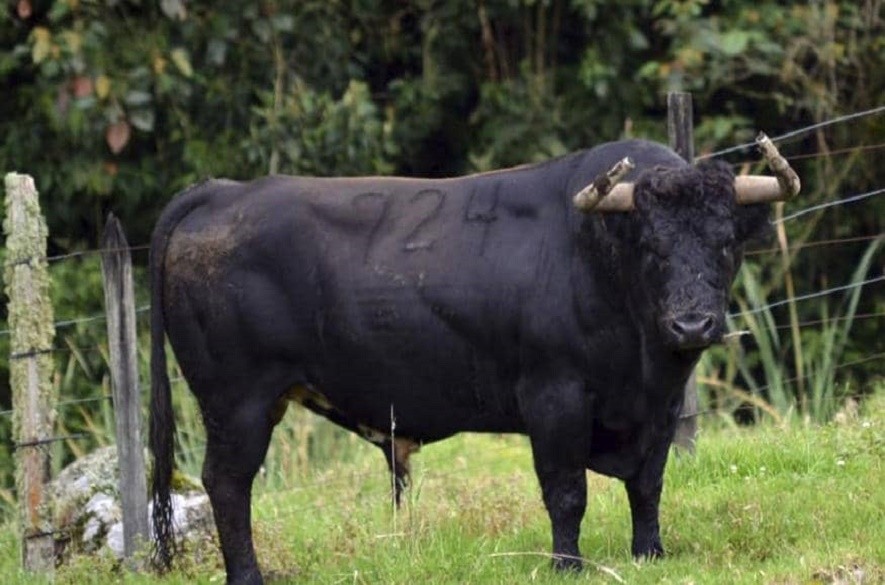 Ganaderia de cesar rincon