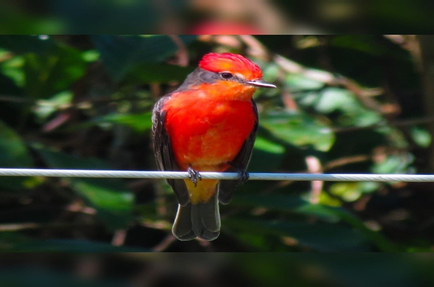 Colombia y Venezuela en encuentro Binacional de Aviturismo en Sasaima