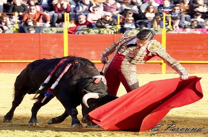 Oreja para Rafael de la Cueva en Orgaz España