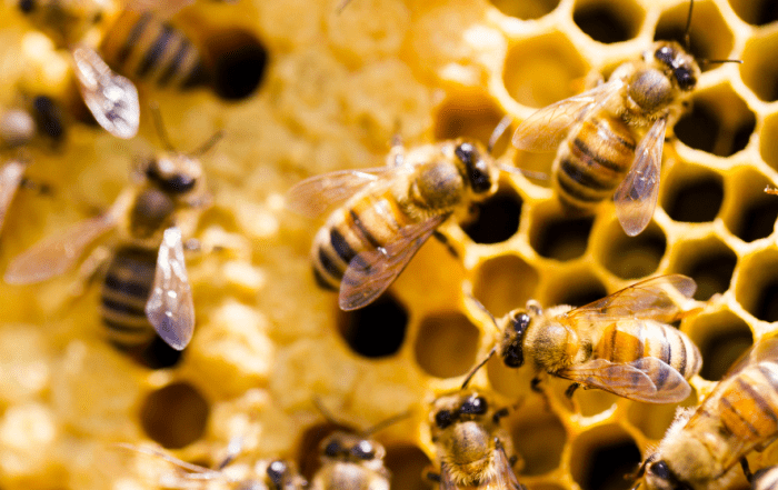Abejas