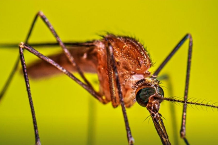 Mosquito en el estado Bolívar, identificada como Nyssorhynchus (Ny) rondoniensis