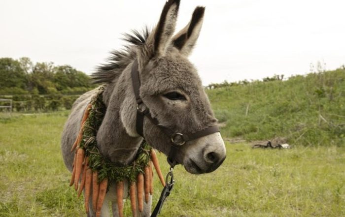 El Secreto del "Burrito Sabanero": ¿Cómo un Niño y un Tuki Conquistaron la Navidad?