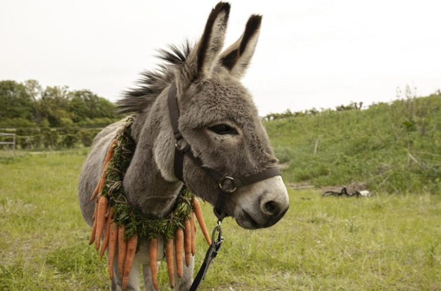 El Secreto del "Burrito Sabanero": ¿Cómo un Niño y un Tuki Conquistaron la Navidad?