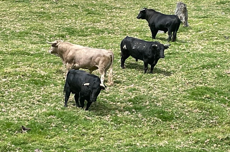 Ganadería Rancho Grande del Táchira para el mundo