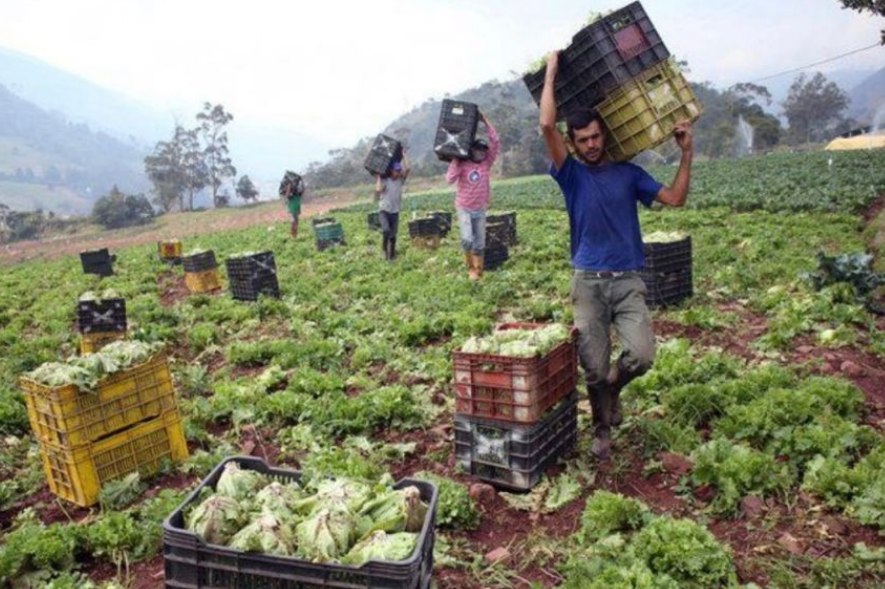 Productos agrícolas exigen frenar el contrabando por el Táchira