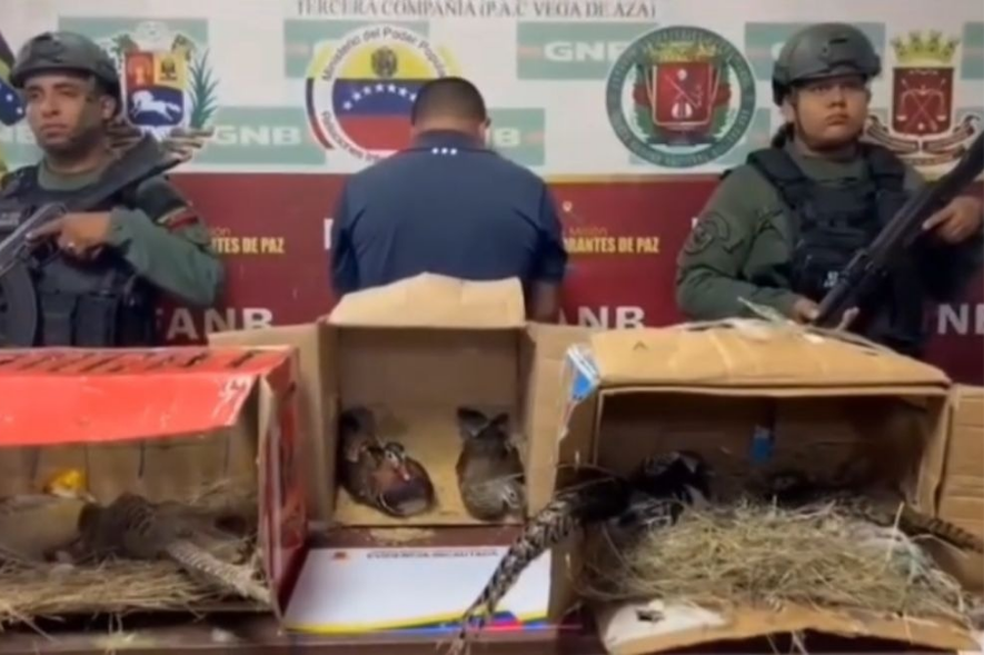 Capturado por tráfico de fauna silvestre en Táchira 