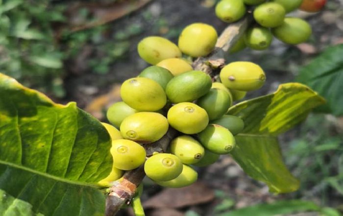Táchira: Córdoba busca aumentar su producción de Café