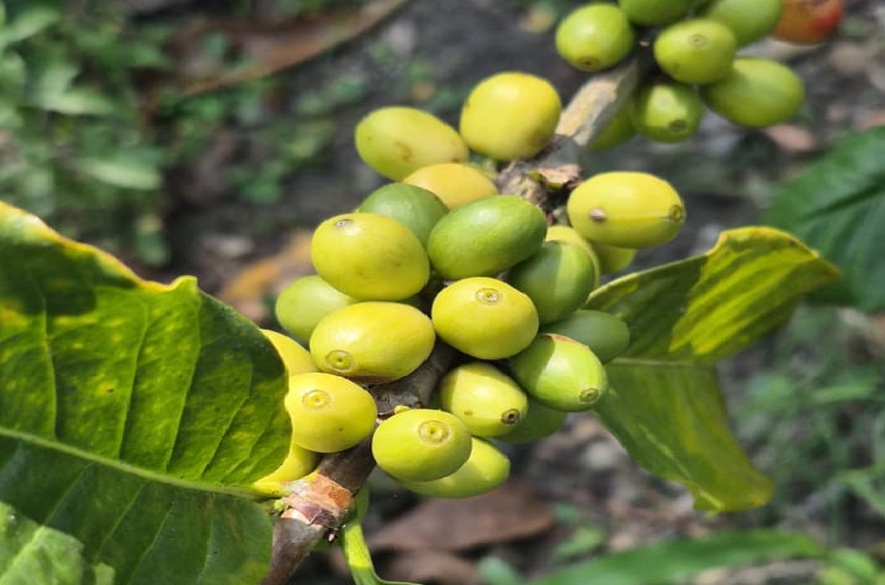 Táchira: Córdoba busca aumentar su producción de Café