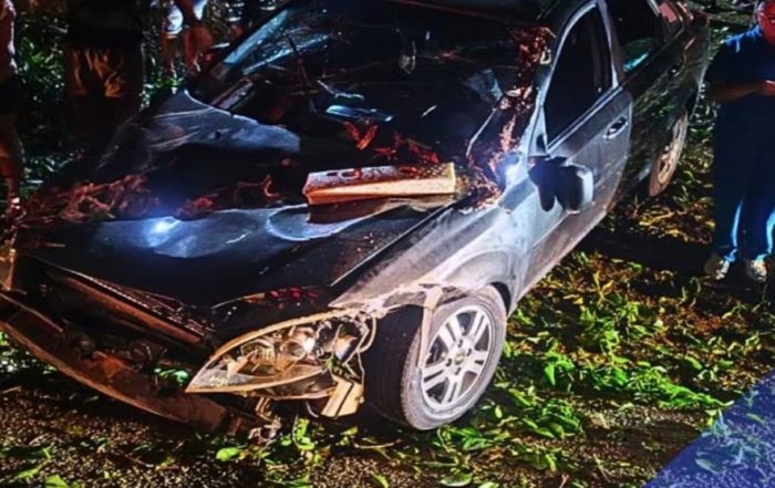 Táchira: Árbol de gran tamaño cayó sobre dos vehículos en Torbes