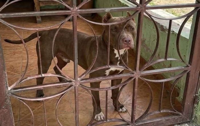 Perro Pitbull asesina a su dueño