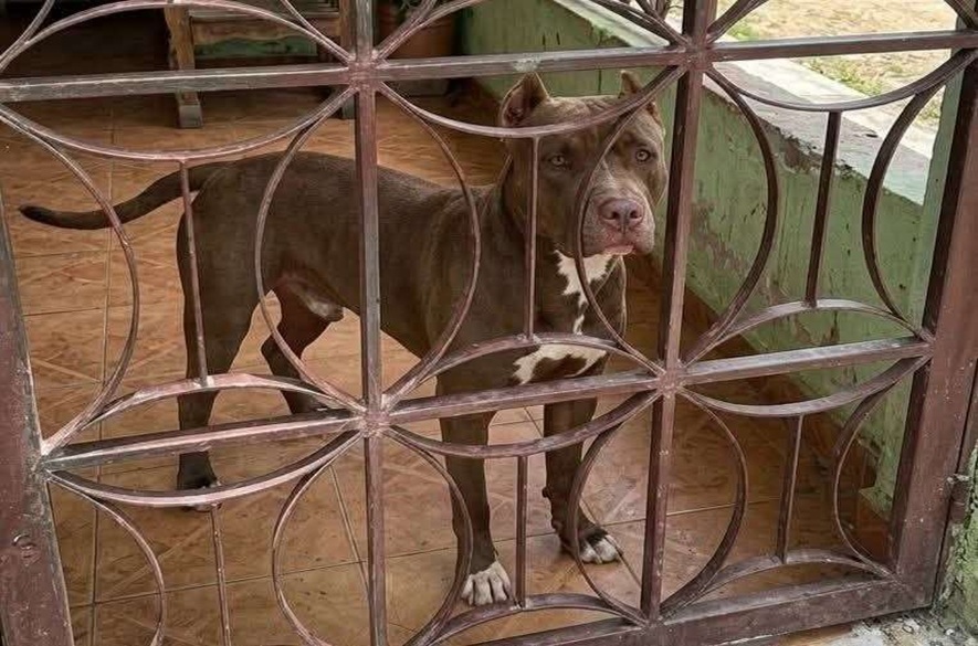 Perro Pitbull asesina a su dueño