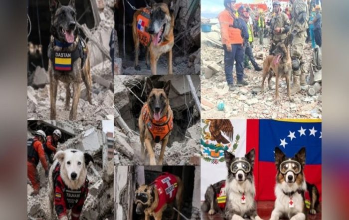 Conoce a los perros que ayudan a rescatar víctimas del terremoto en Venezuela