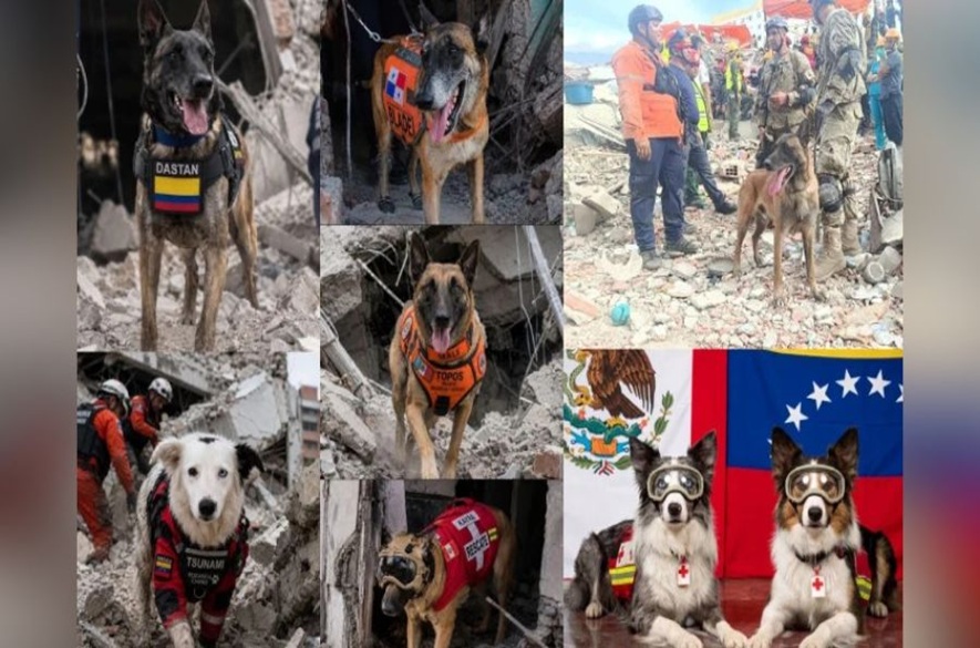 Conoce a los perros que ayudan a rescatar víctimas del terremoto en Venezuela